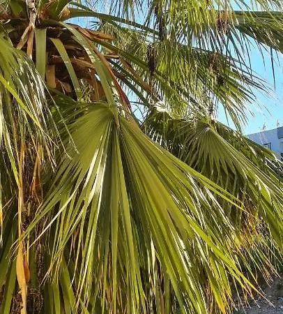 מלון Atlantik Apart דידים