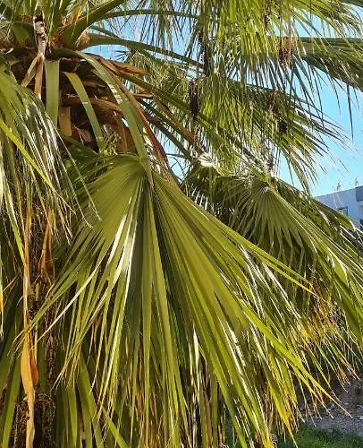 Hotel Atlantik Apart Didim